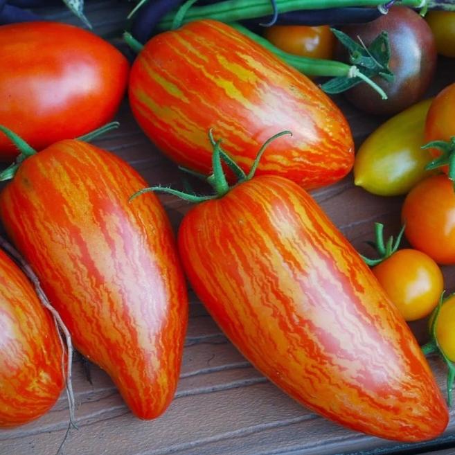 Organic Tomato Speckled Roman - Metchosin Farm Seeds