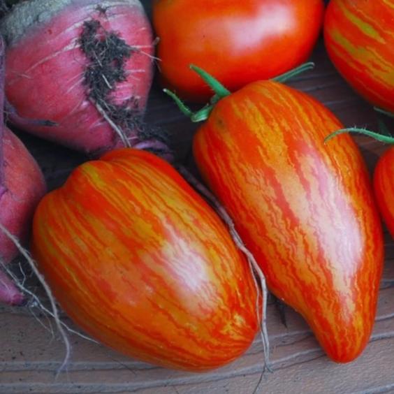 Organic Tomato Speckled Roman - Metchosin Farm Seeds - Image 2