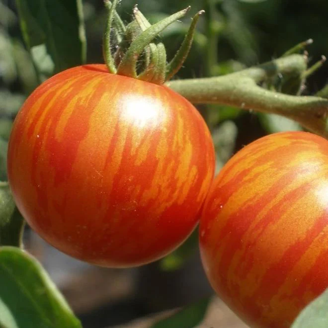 Organic Tomato Tiger Tom - Metchosin Farm Seeds