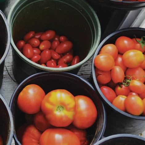 Organic Tomato Mix - Metchosin Farm Seeds - Image 3