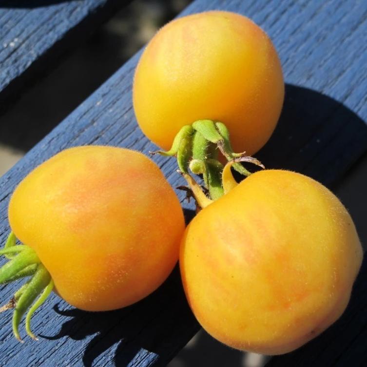 Organic Tomato Yellow Peach - Metchosin Farm Seeds