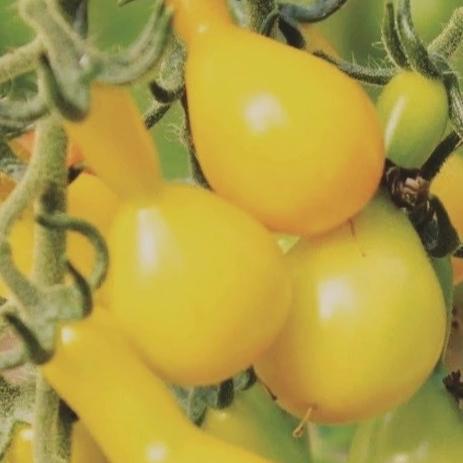 Organic Tomato Yellow Pear - Metchosin Farm Seeds