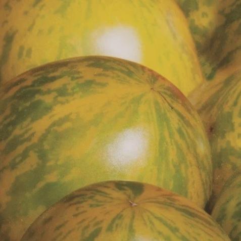 Organic Tomato Yellow Zebra - Metchosin Farm Seeds