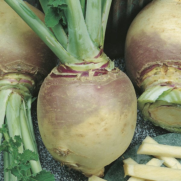 Turnip Swede Marian - Mr. Fothergill's Seeds