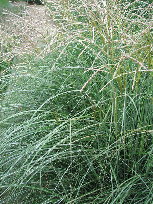 Silver Feather Grass - Silberfeder, 1 Pack - Image 2