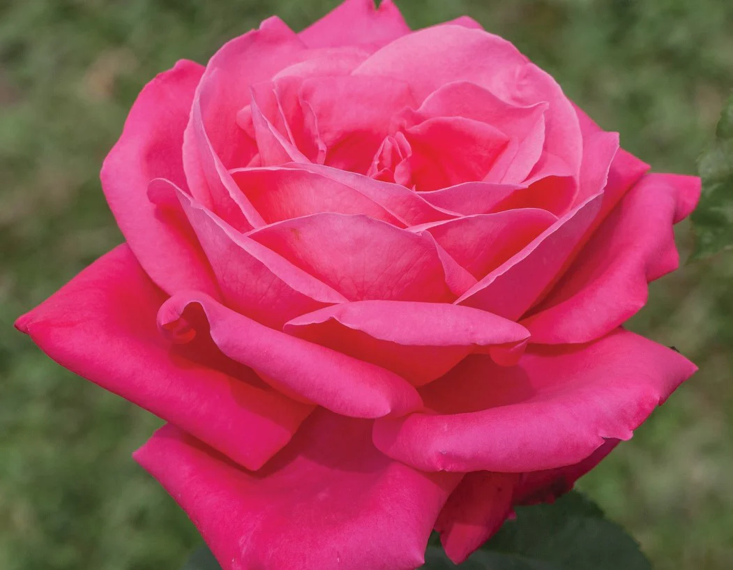 Miss All-American Beauty - Star Roses and Plants - Image 2