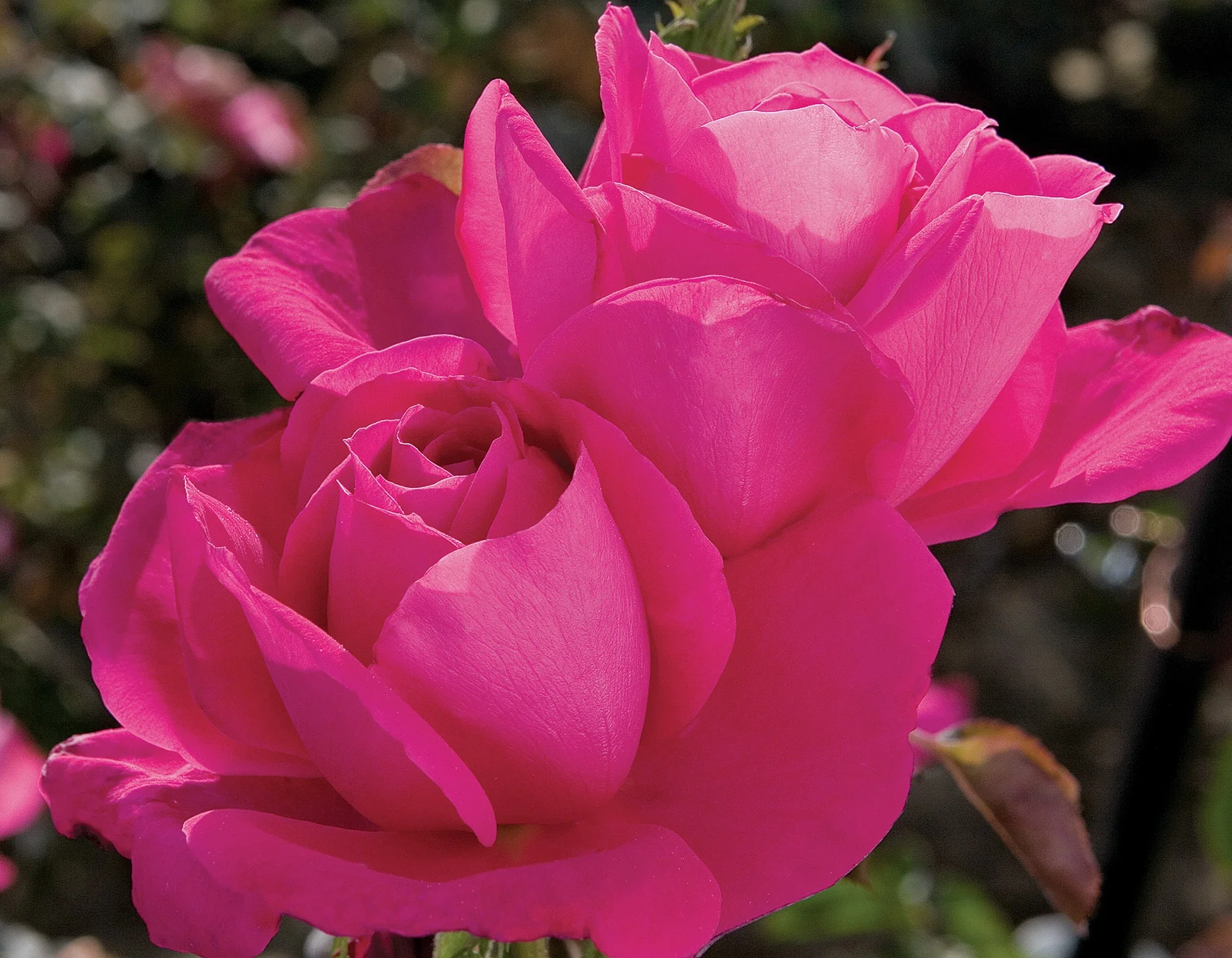 Miss All-American Beauty - Star Roses and Plants - Image 3