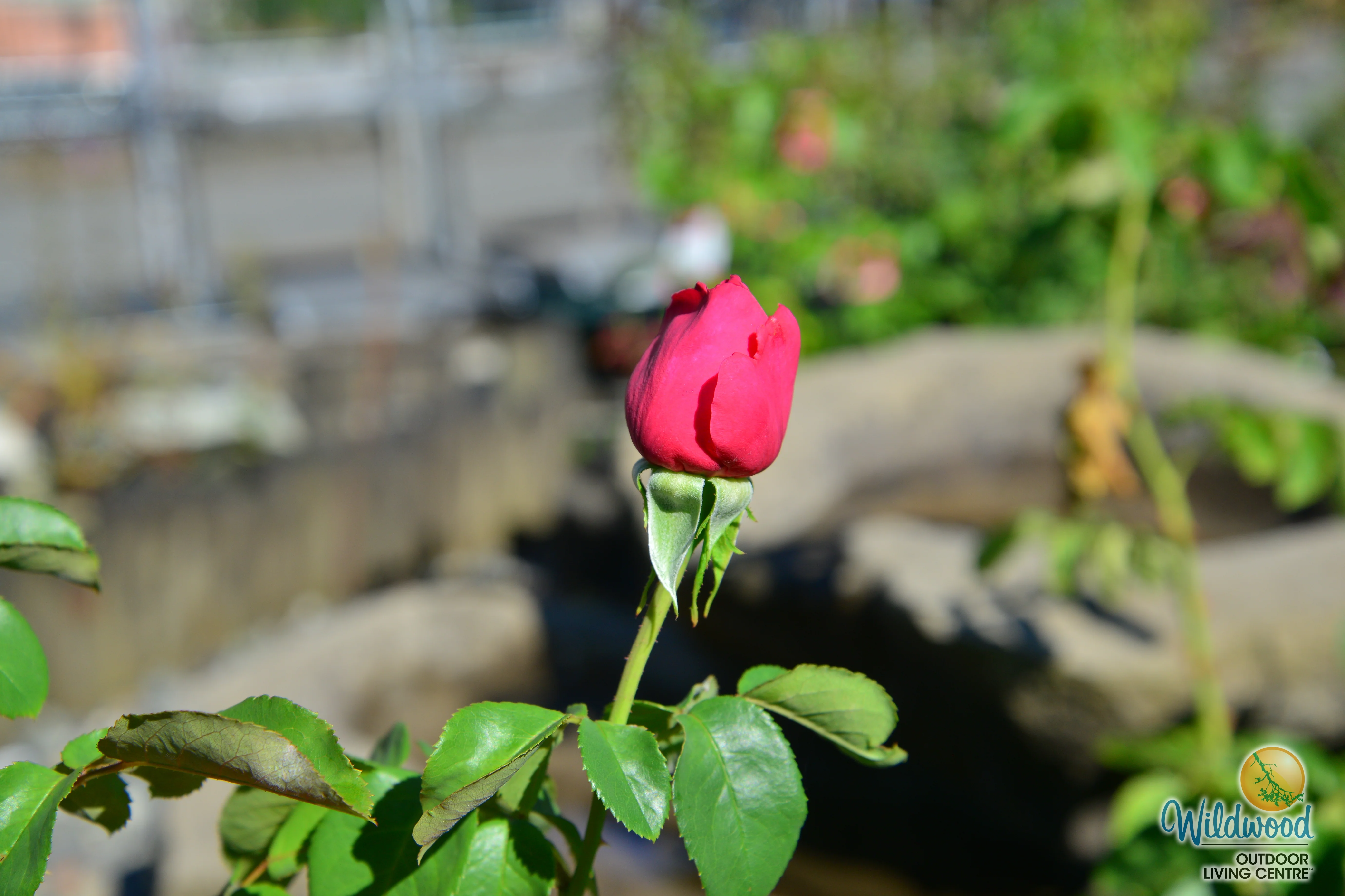 Miss All-American Beauty - Star Roses and Plants - Image 4