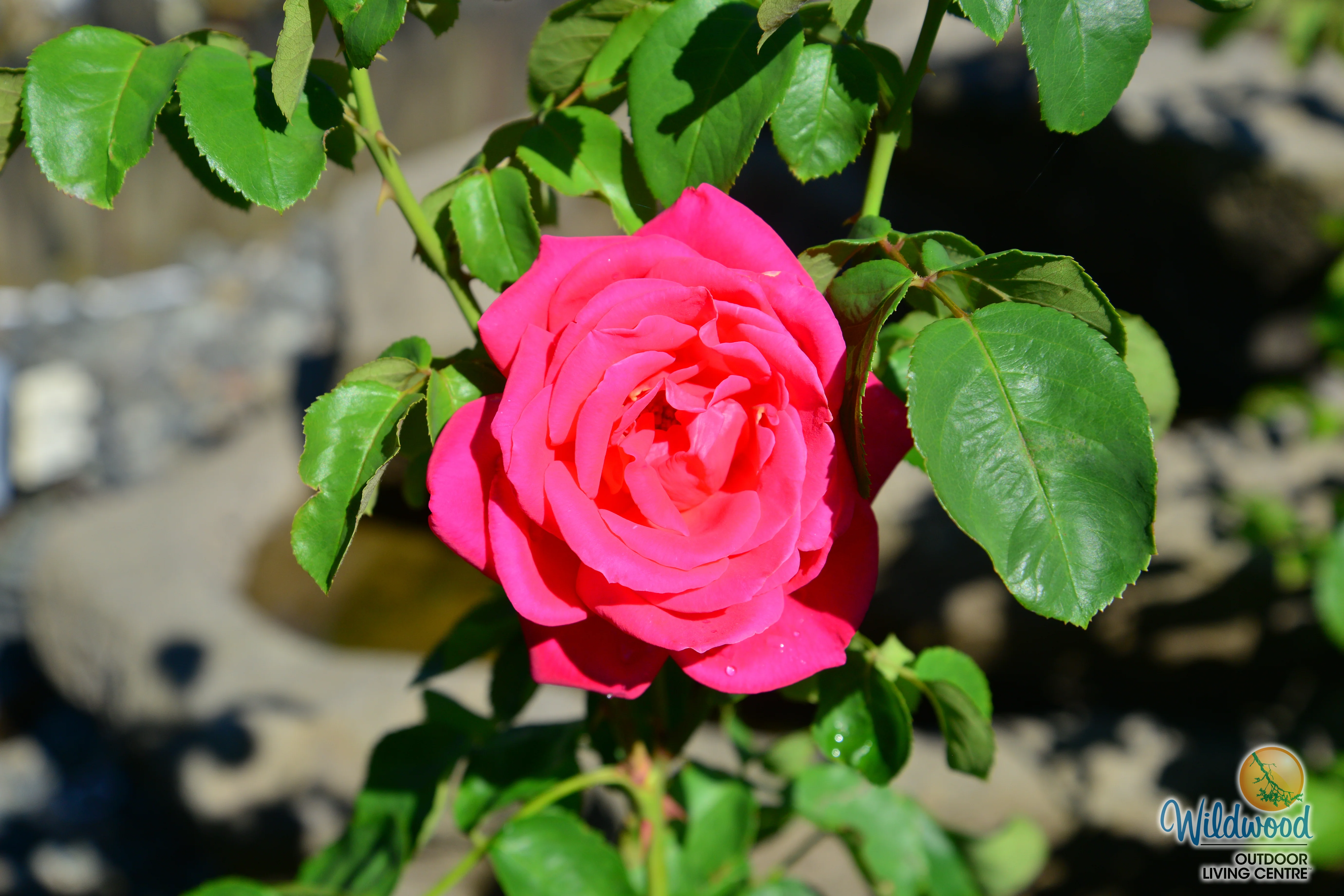 Miss All-American Beauty - Star Roses and Plants - Image 5