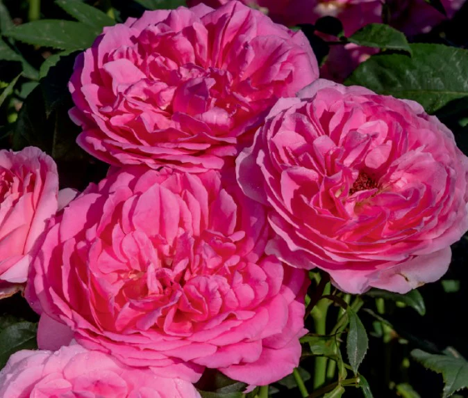 Miss Manners - Weeks Rose - Image 2