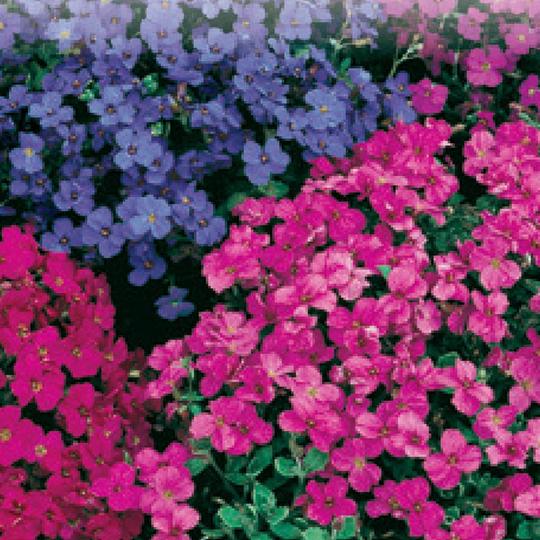 Aubrieta Audrey Red Purple Mix - McKenzie Seeds - Image 2
