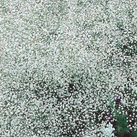 Baby's Breath - McKenzie Seeds - Image 3