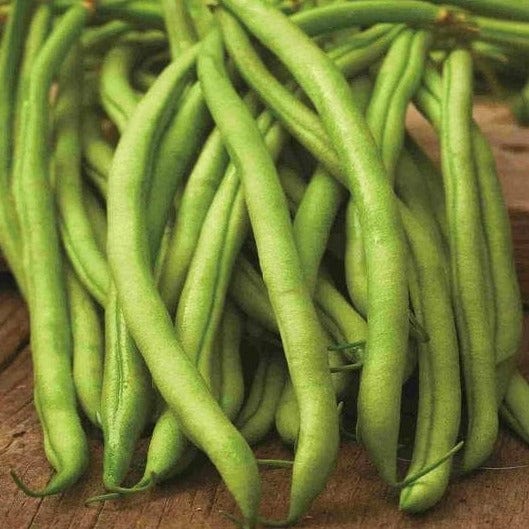 Bean Blue Lake Pole - McKenzie Seeds - Image 2