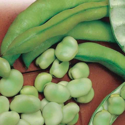 Bean Broad Windsor - McKenzie Seeds - Image 3
