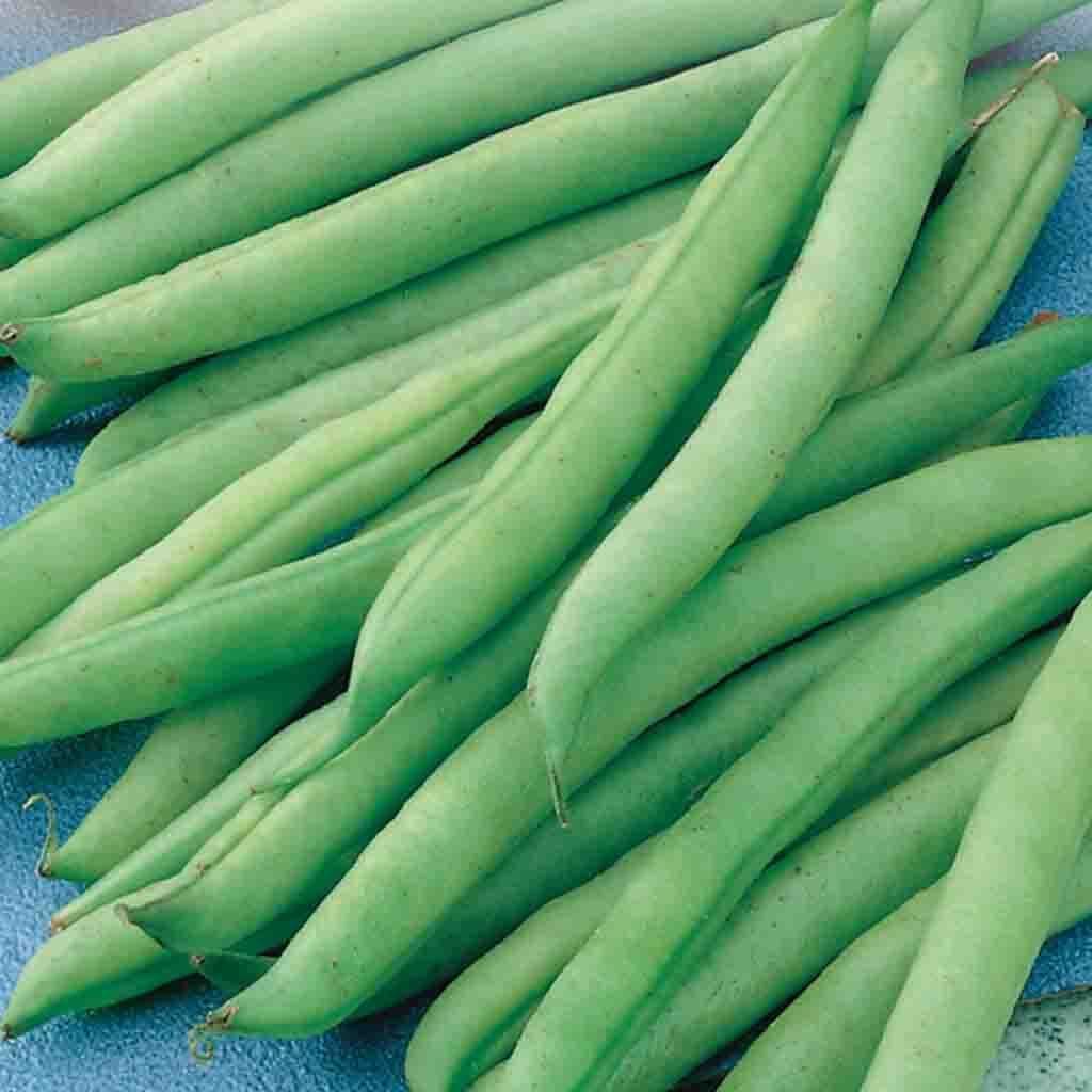 Bean Greencrop Bush - McKenzie Seeds - Image 2