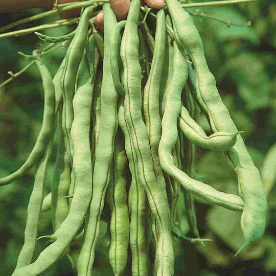 Bean Kentucky Wonder Pole - McKenzie Seeds - Image 2
