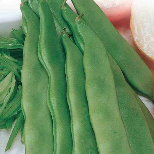 Bean Romano Bush - McKenzie Seeds - Image 2