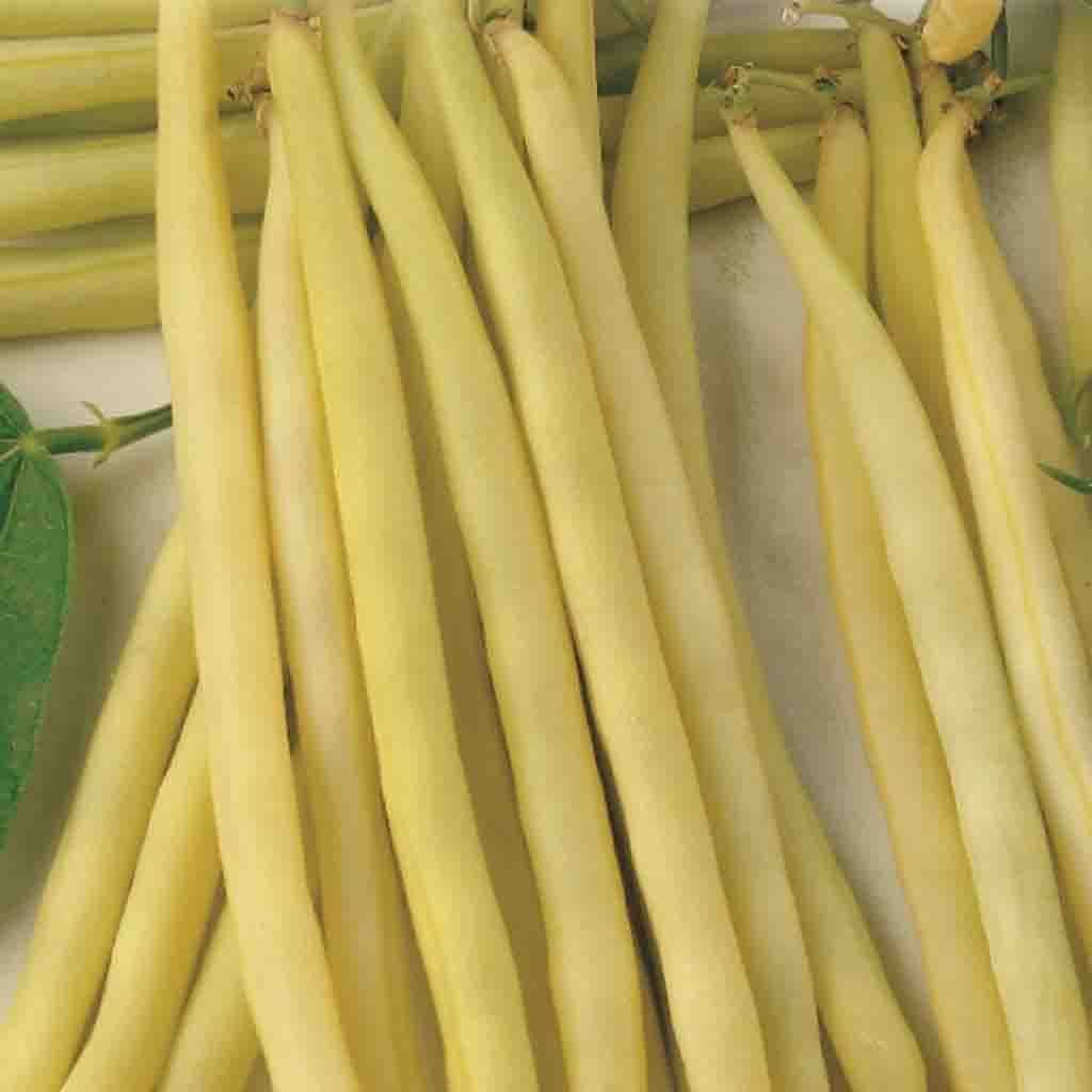 Bean Round Pod Kidney Wax Bush - McKenzie Seeds - Image 3