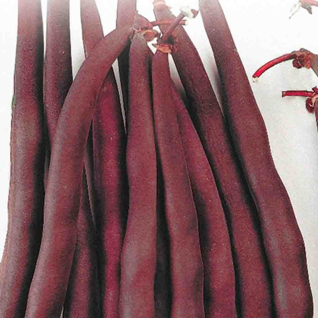 Bean Royal Burgundy Bush - McKenzie Seeds - Image 2