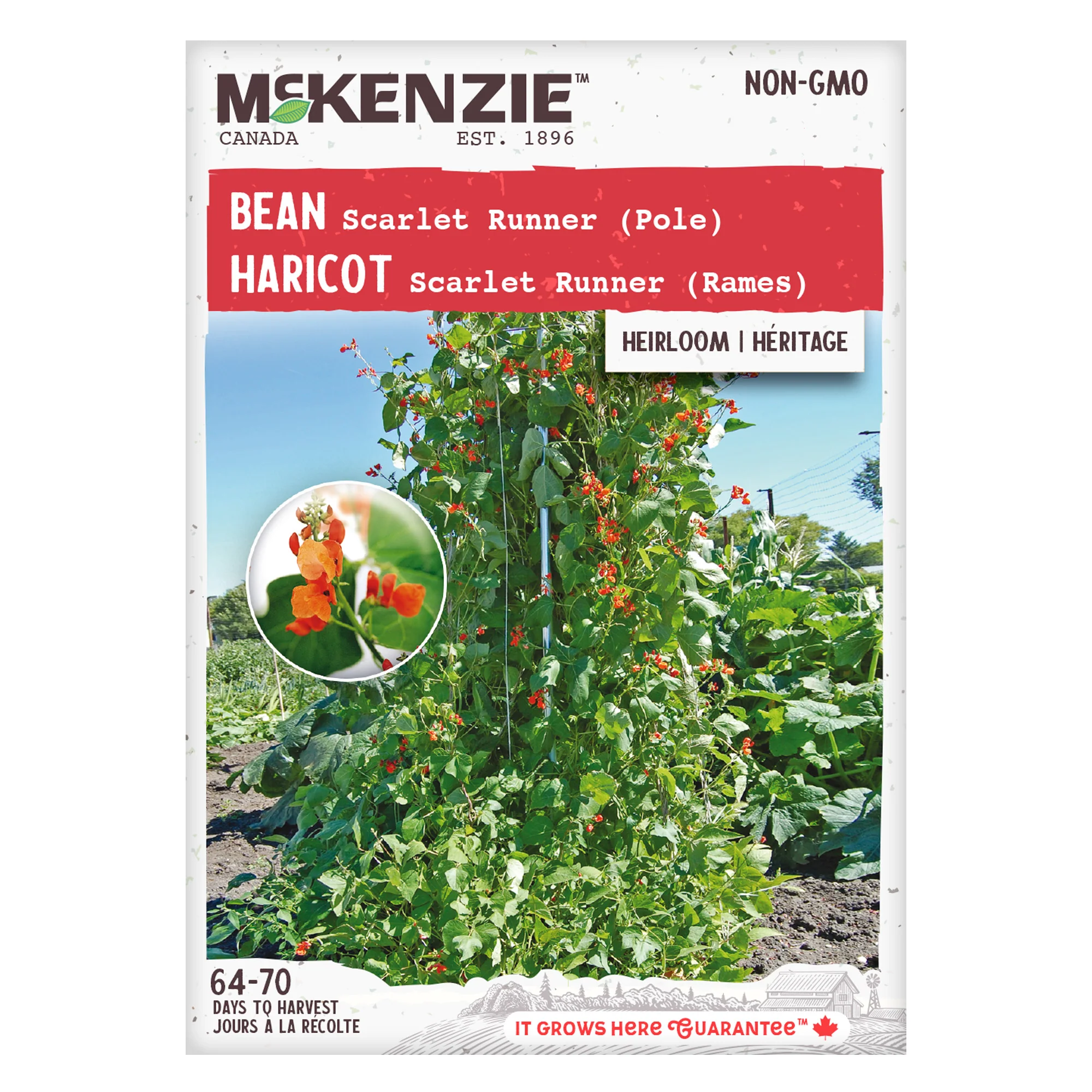 Bean Scarlet Runner Pole - McKenzie Seeds