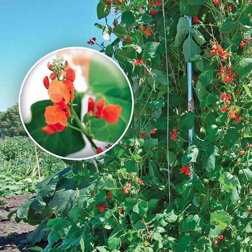 Bean Scarlet Runner Pole - McKenzie Seeds - Image 2