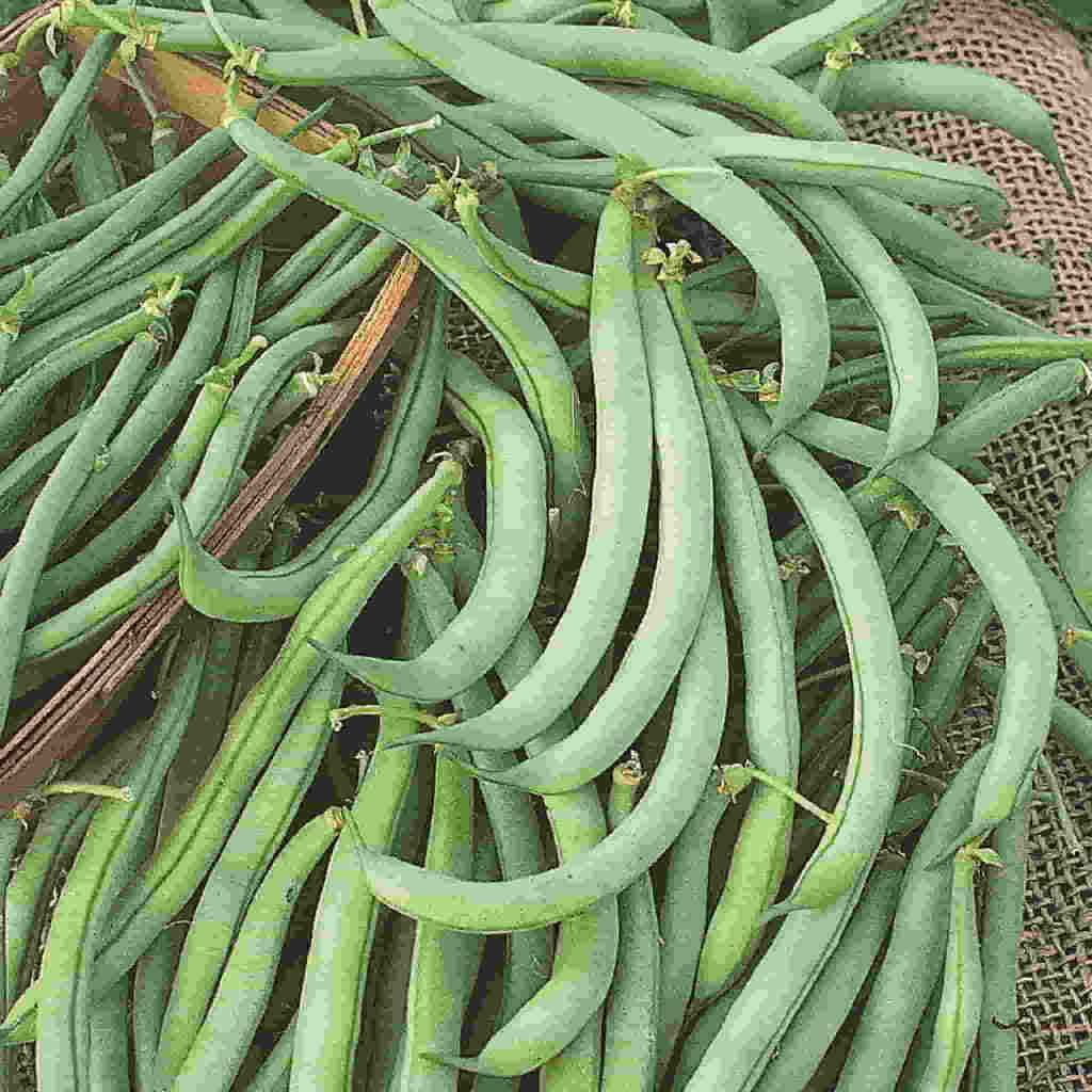 Bean Tendergreen Improved Bush - McKenzie Seeds - Image 2