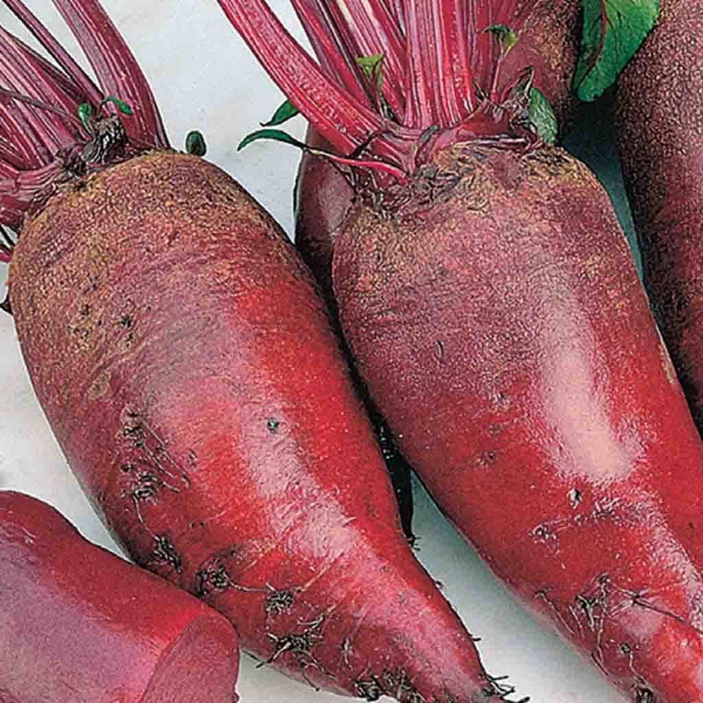 Beet Cylindra Formanova - McKenzie Seeds - Image 2