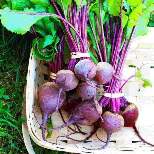Beet Early Wonder - McKenzie Seeds - Image 2