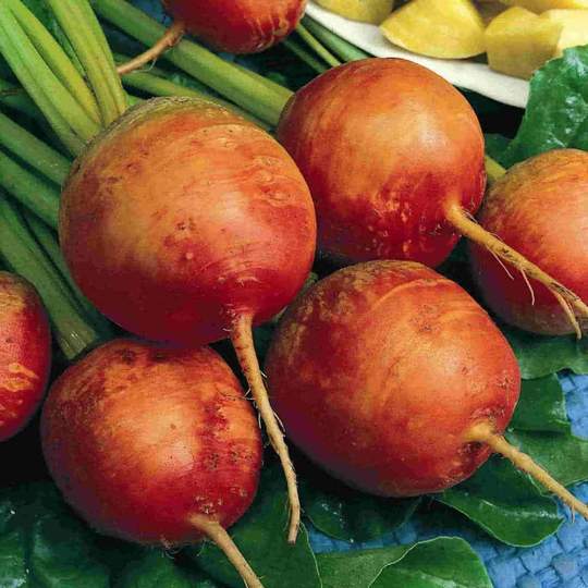 Beet Golden Detroit - McKenzie Seeds - Image 2