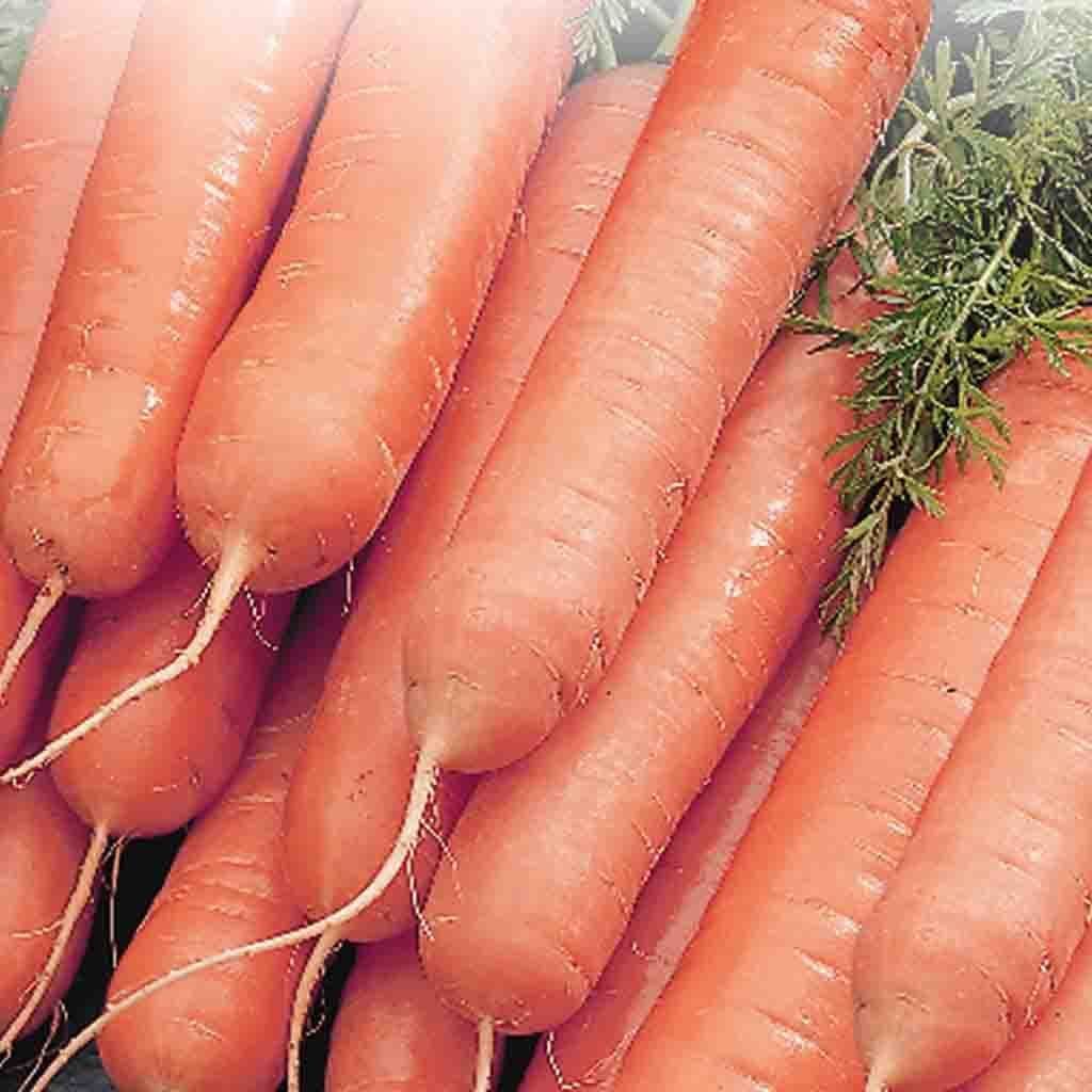Carrot Little Finger - McKenzie Seeds - Image 2