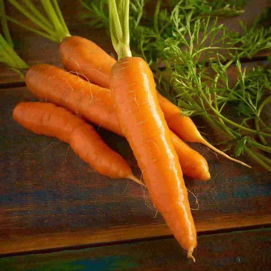 Carrot Red Cored Chantenay - McKenzie Seeds - Image 2
