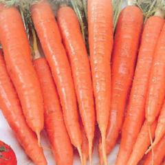 Carrot Tenderlong Imperator - McKenzie Seeds - Image 2