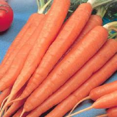 Carrot Tendersweet Long Hybrid - McKenzie Seeds - Image 2
