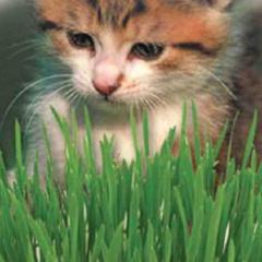 Catgrass Oats - McKenzie Seeds - Image 2