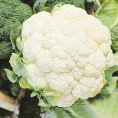 Cauliflower Early Snowball - McKenzie Seeds - Image 4