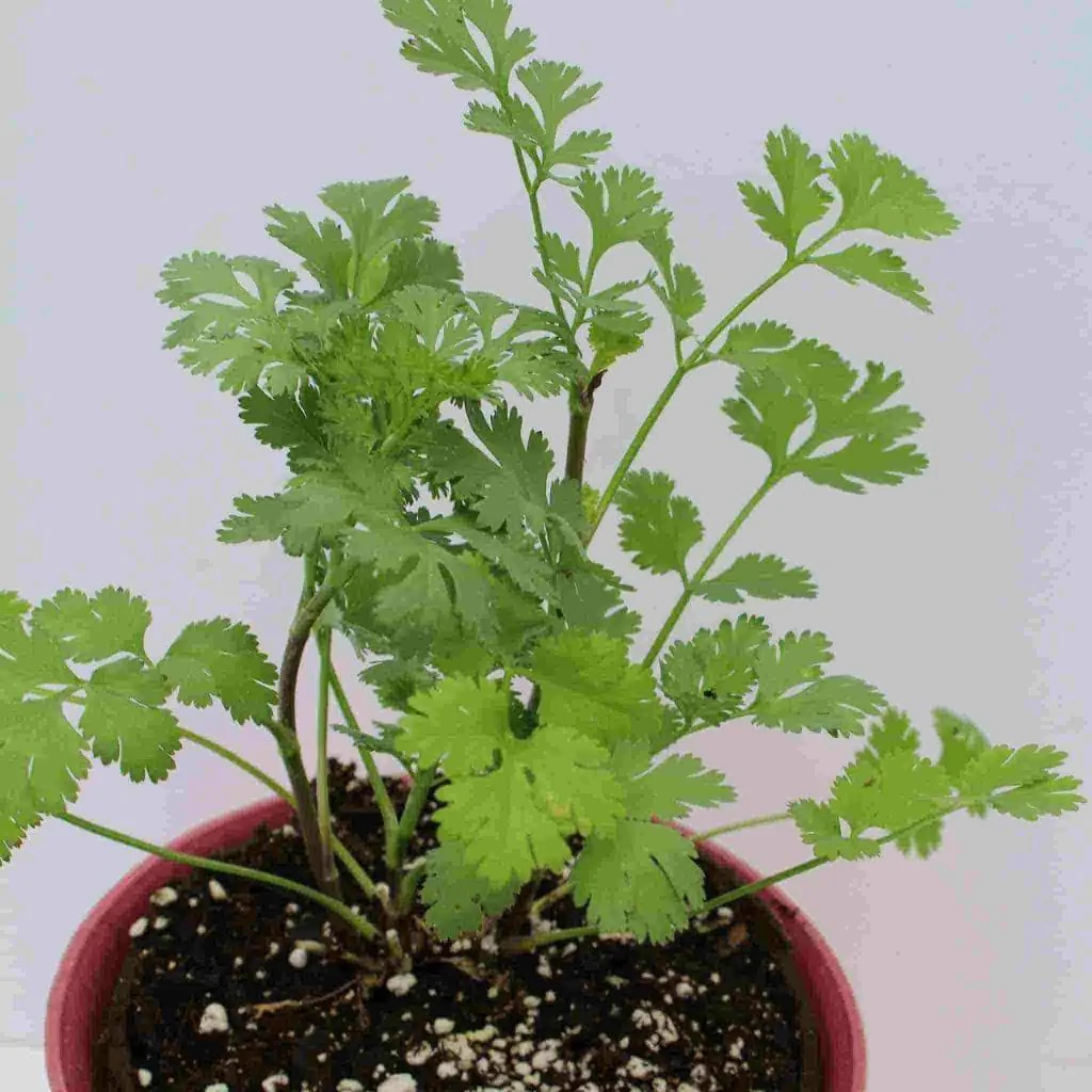 Cilantro Coriander - McKenzie Seeds - Image 3