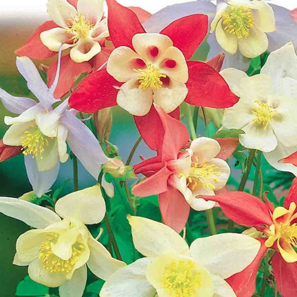 Columbine Long Spurred Mix - McKenzie Seeds - Image 3
