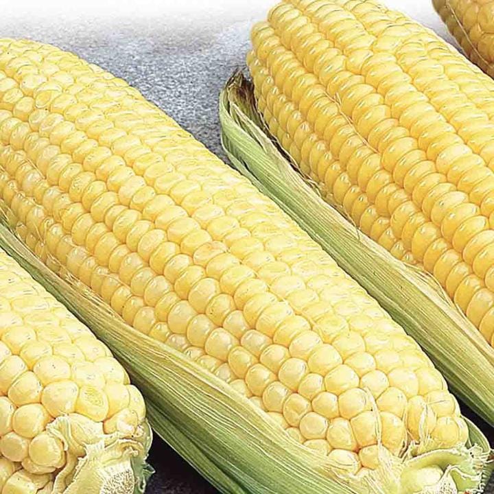 Corn Canadian Early Supersweet Hybrid SH2 - McKenzie Seeds - Image 3
