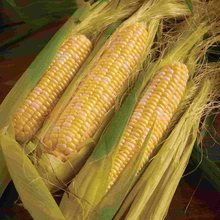 Corn Peaches and Cream - McKenzie Seeds - Image 3