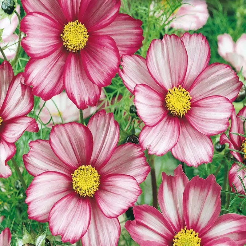 Cosmos Candy Stripe - McKenzie Seeds - Image 3