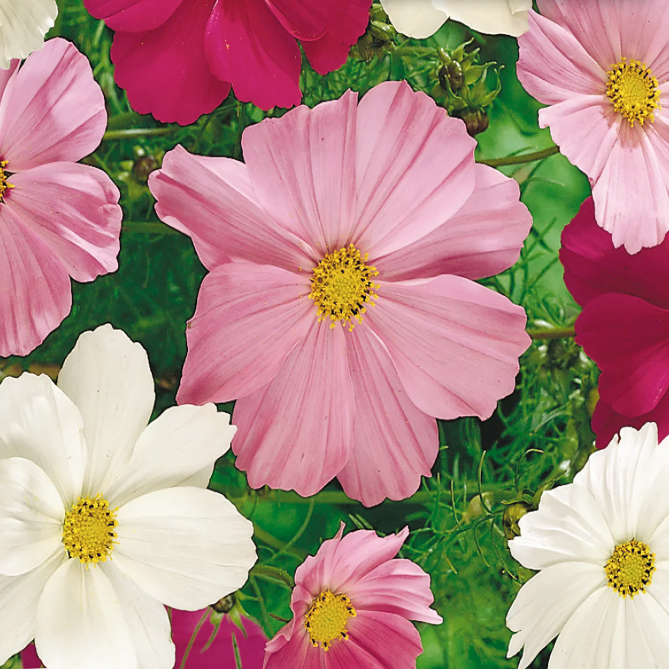 Cosmos Early Sensation Mix - McKenzie Seeds - Image 3
