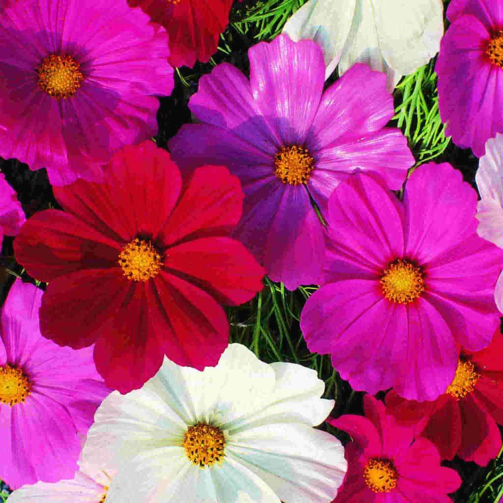 Cosmos Early Sensation Mix - McKenzie Seeds - Image 4