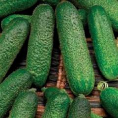 Cucumber Corentine Hybrid - McKenzie Seeds - Image 3