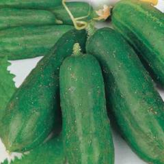 Cucumber Early Russian - McKenzie Seeds - Image 2