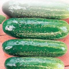 Cucumber Homemade Pickles - McKenzie Seeds - Image 2