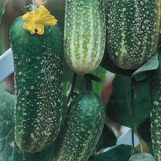Cucumber Morden Early - McKenzie Seeds - Image 3