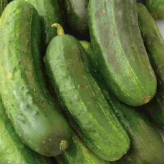 Cucumber National Pickling - McKenzie Seeds - Image 3
