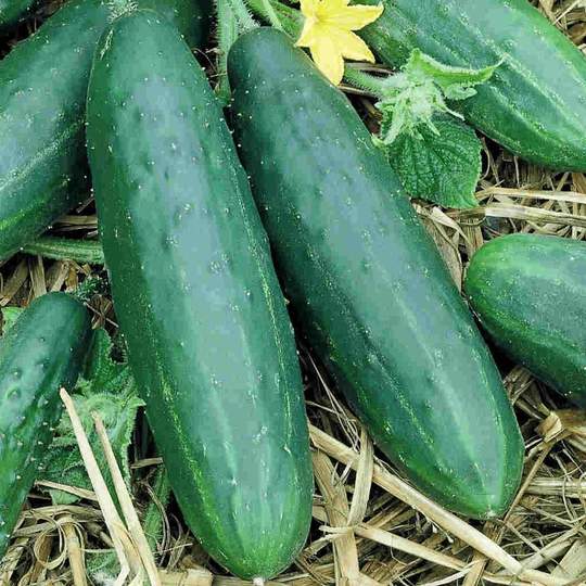 Cucumber Spacemaster - McKenzie Seeds - Image 3