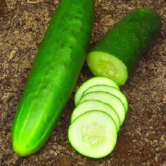 Cucumber Straight Eight - McKenzie Seeds - Image 2