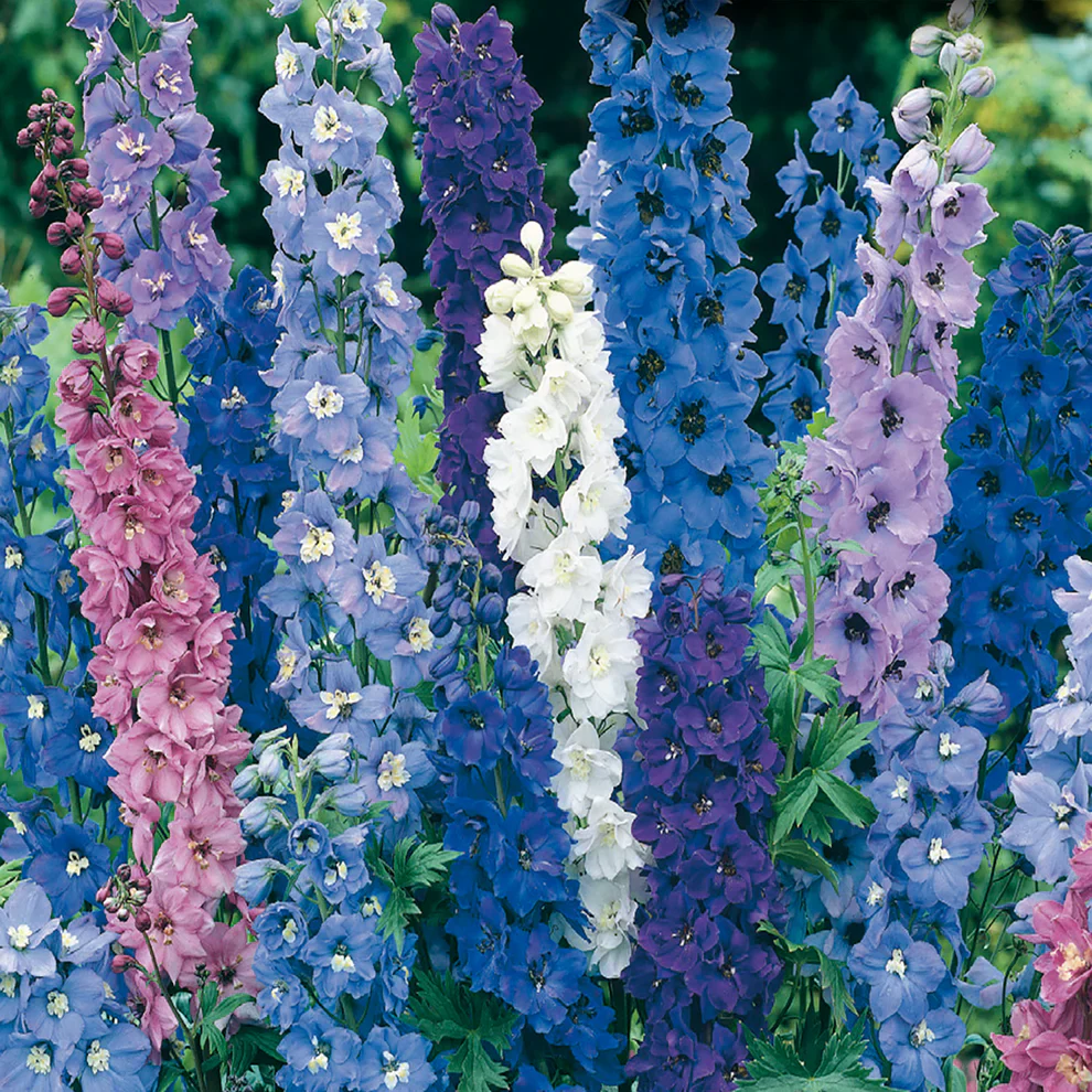 Delphinium Pacific Giant - McKenzie Seeds - Image 3
